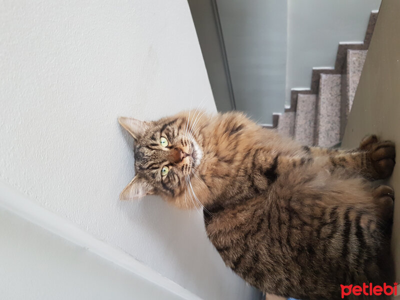 Norwegian Forest, Kedi  otto fotoğrafı