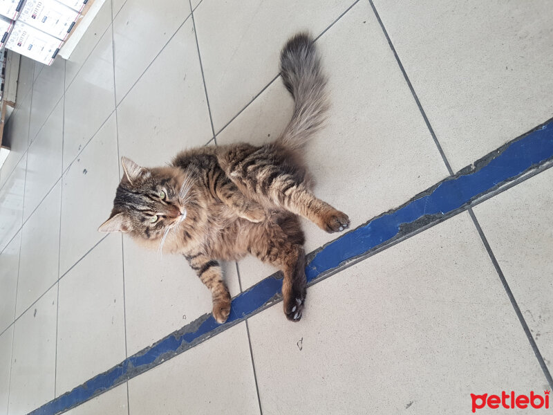 Norwegian Forest, Kedi  otto fotoğrafı