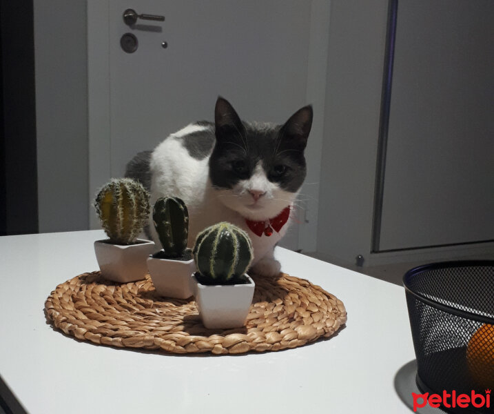 Tekir Kedi, Kedi  Çaki fotoğrafı