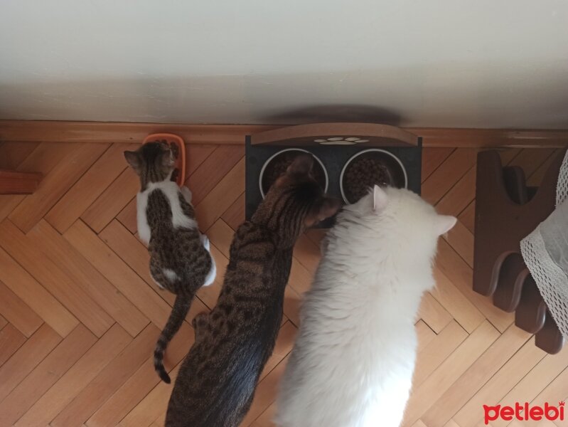 Tekir Kedi, Kedi  Çakır fotoğrafı