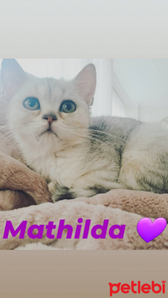 British Shorthair, Kedi  Matilda fotoğrafı