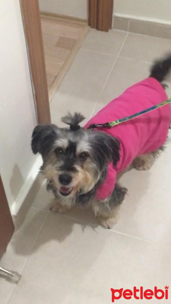 Maltese, Köpek  Gece fotoğrafı