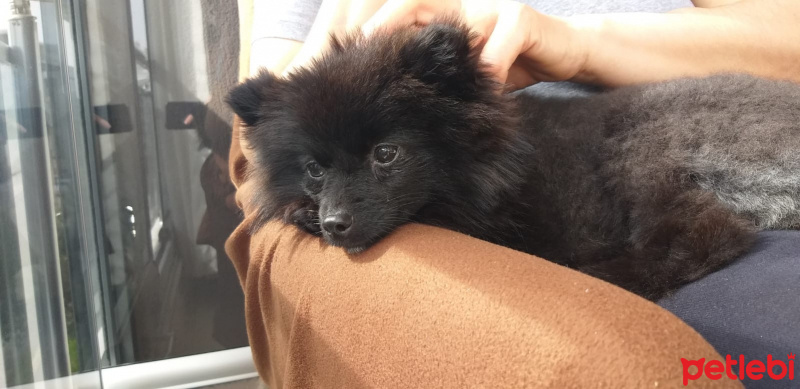Pomeranyalı, Köpek  Şila fotoğrafı
