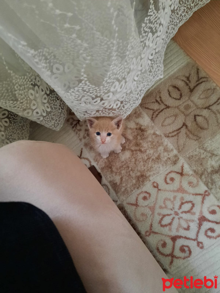Tekir Kedi, Kedi  Tarçın fotoğrafı