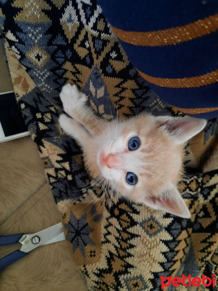 Tekir Kedi, Kedi  Tarçın fotoğrafı