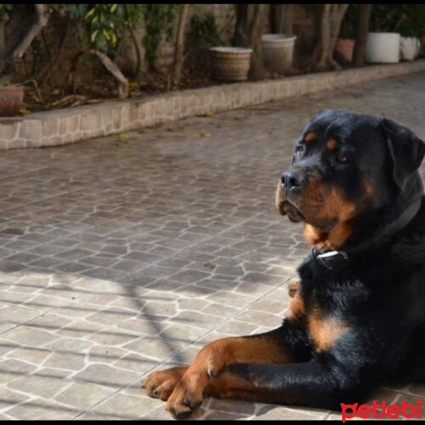 Rottweiler, Köpek  Bold fotoğrafı