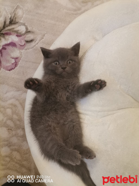British Shorthair, Kedi  PATİ fotoğrafı