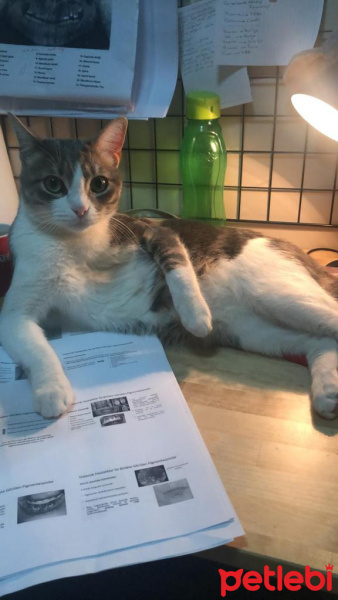 Tekir Kedi, Kedi  Duman fotoğrafı
