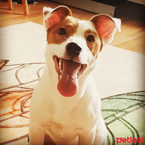 Jack Russell Terrier, Köpek  OSCAR fotoğrafı