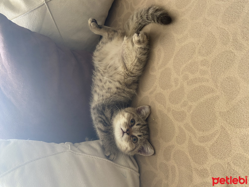 British Shorthair, Kedi  Lori fotoğrafı