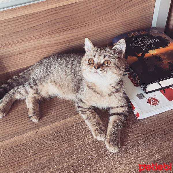 British Shorthair, Kedi  Lori fotoğrafı