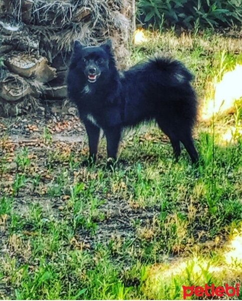 Pomeranyalı, Köpek  Pafi fotoğrafı