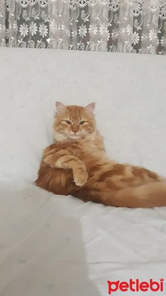 Sarman, Kedi  Bal fotoğrafı