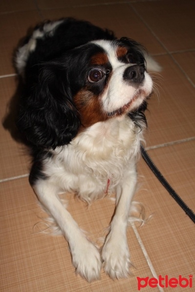 Cavalier King Charles Spanieli, Köpek  Zeytin fotoğrafı