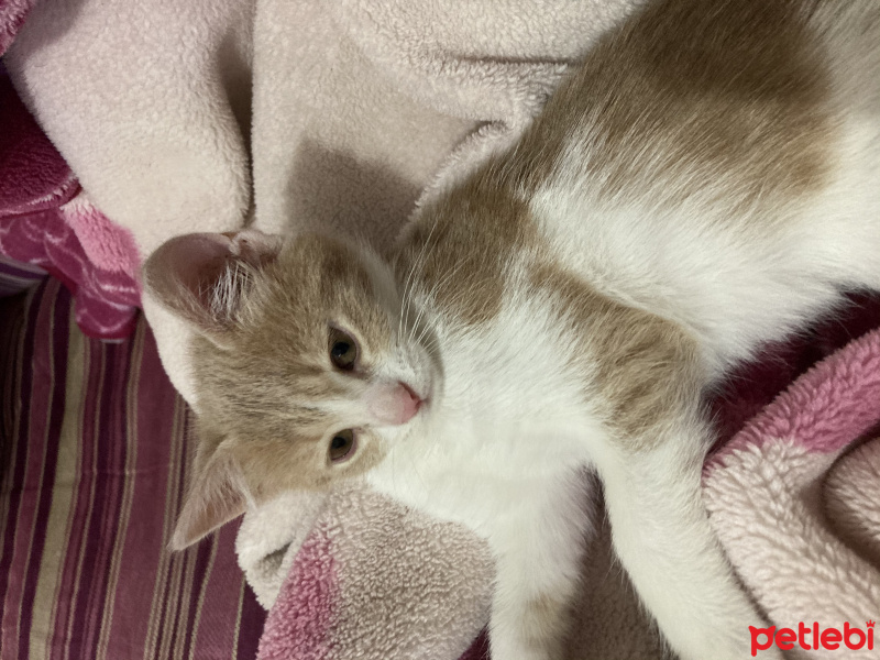 Tekir Kedi, Kedi  Ceo fotoğrafı