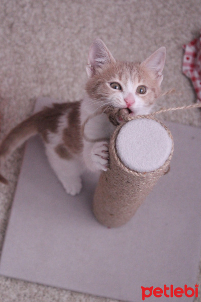 Tekir Kedi, Kedi  Ceo fotoğrafı
