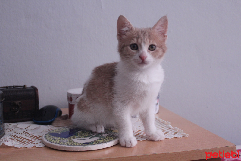 Tekir Kedi, Kedi  Ceo fotoğrafı