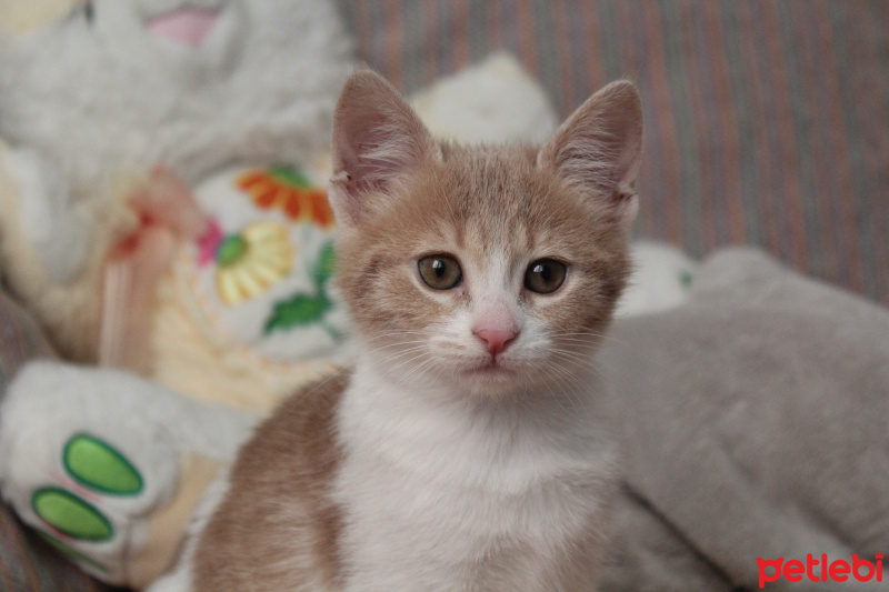 Tekir Kedi, Kedi  Ceo fotoğrafı