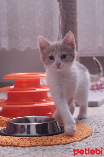 Tekir Kedi, Kedi  Ceo fotoğrafı
