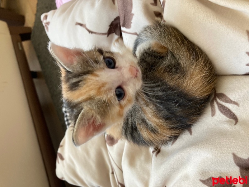 Tekir Kedi, Kedi  Ceo fotoğrafı