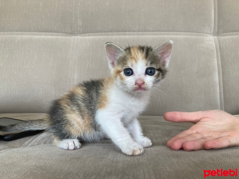Tekir Kedi, Kedi  Ceo fotoğrafı