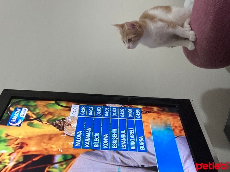 Tekir Kedi, Kedi  Ceo fotoğrafı