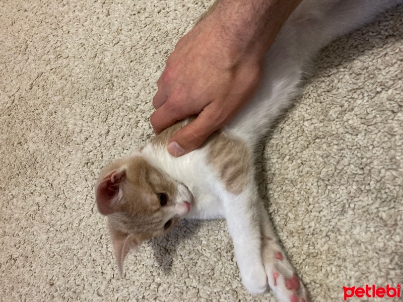 Tekir Kedi, Kedi  Ceo fotoğrafı