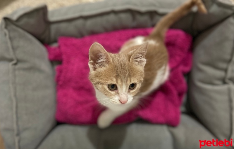 Tekir Kedi, Kedi  Ceo fotoğrafı