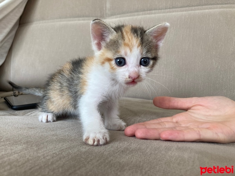 Tekir Kedi, Kedi  Ceo fotoğrafı