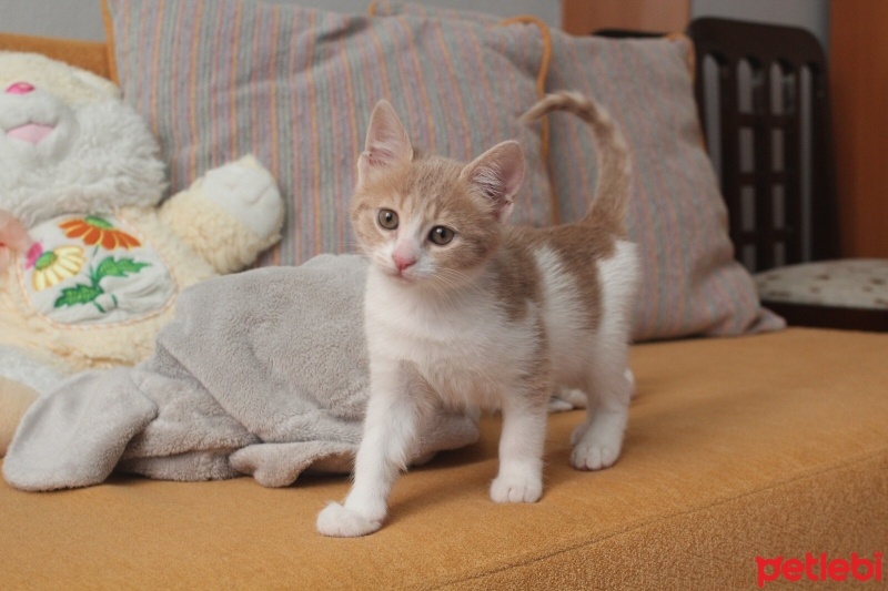 Tekir Kedi, Kedi  Ceo fotoğrafı