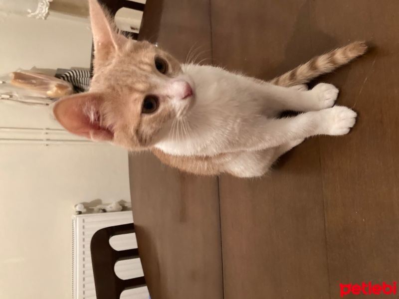 Tekir Kedi, Kedi  Ceo fotoğrafı
