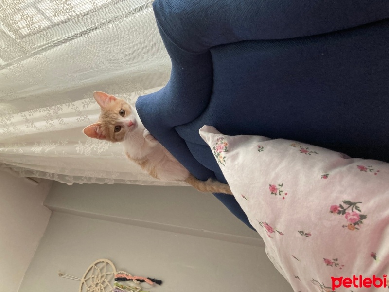 Tekir Kedi, Kedi  Ceo fotoğrafı