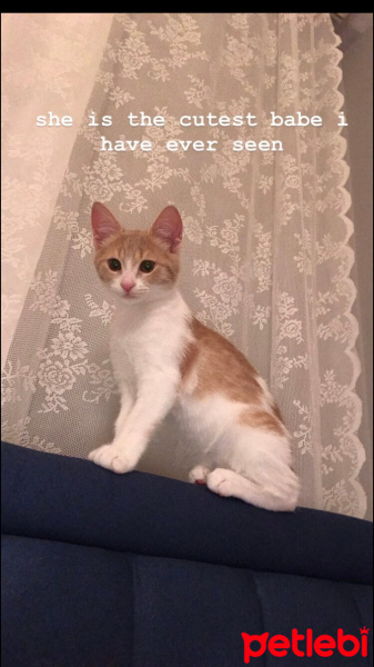 Tekir Kedi, Kedi  Ceo fotoğrafı