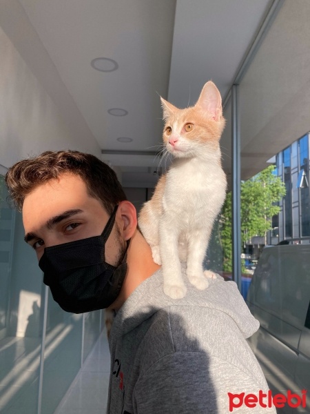 Tekir Kedi, Kedi  Ceo fotoğrafı