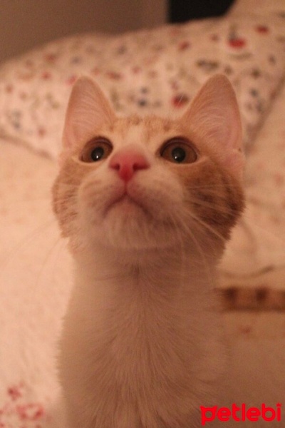 Tekir Kedi, Kedi  Ceo fotoğrafı