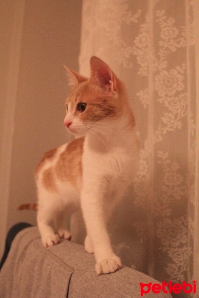 Tekir Kedi, Kedi  Ceo fotoğrafı