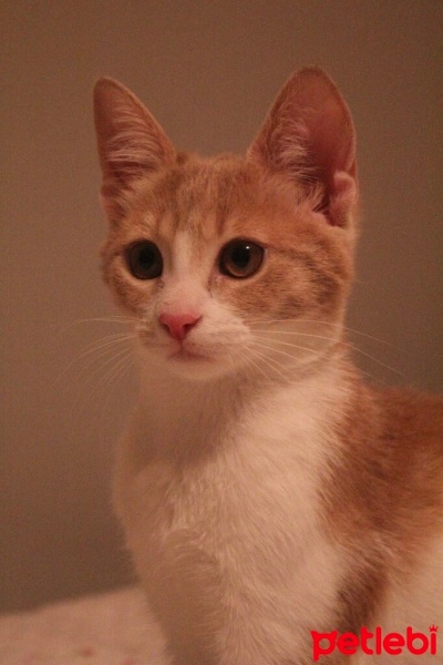Tekir Kedi, Kedi  Ceo fotoğrafı