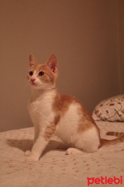 Tekir Kedi, Kedi  Ceo fotoğrafı