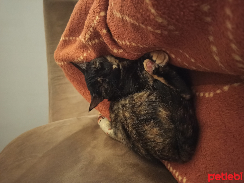 Tekir Kedi, Kedi  Elia fotoğrafı