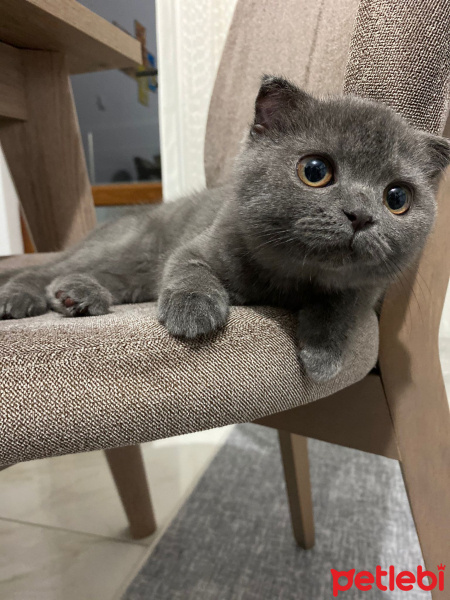 Scottish Fold, Kedi  Mira fotoğrafı