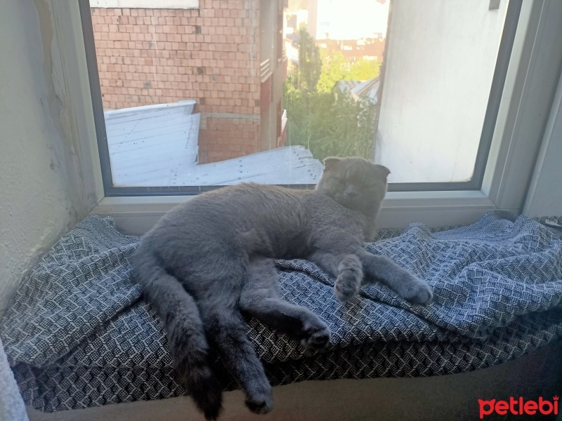 Scottish Fold, Kedi  Mira fotoğrafı
