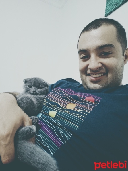 Scottish Fold, Kedi  Mira fotoğrafı