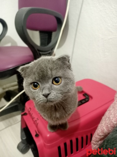 Scottish Fold, Kedi  Mira fotoğrafı