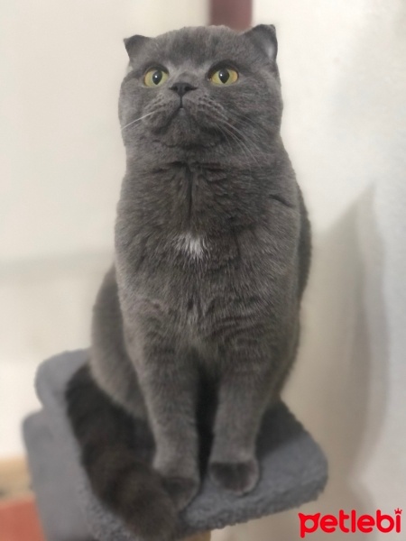 Scottish Fold, Kedi  Mira fotoğrafı