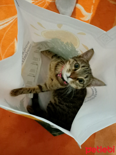 Tekir Kedi, Kedi  Boncuk fotoğrafı