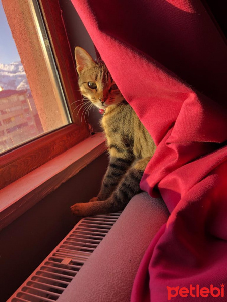 Tekir Kedi, Kedi  Boncuk fotoğrafı