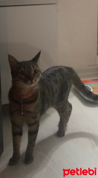 Tekir Kedi, Kedi  Boncuk fotoğrafı