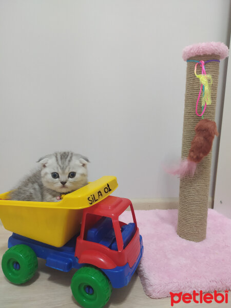 Scottish Fold, Kedi  ŞİLA fotoğrafı