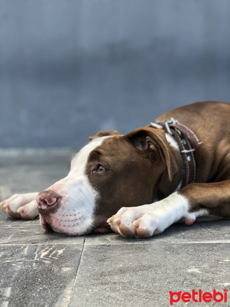 Amerikan Staffordshire Terrier, Köpek  ARES fotoğrafı