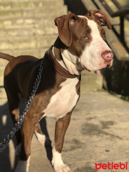 Amerikan Staffordshire Terrier, Köpek  ARES fotoğrafı